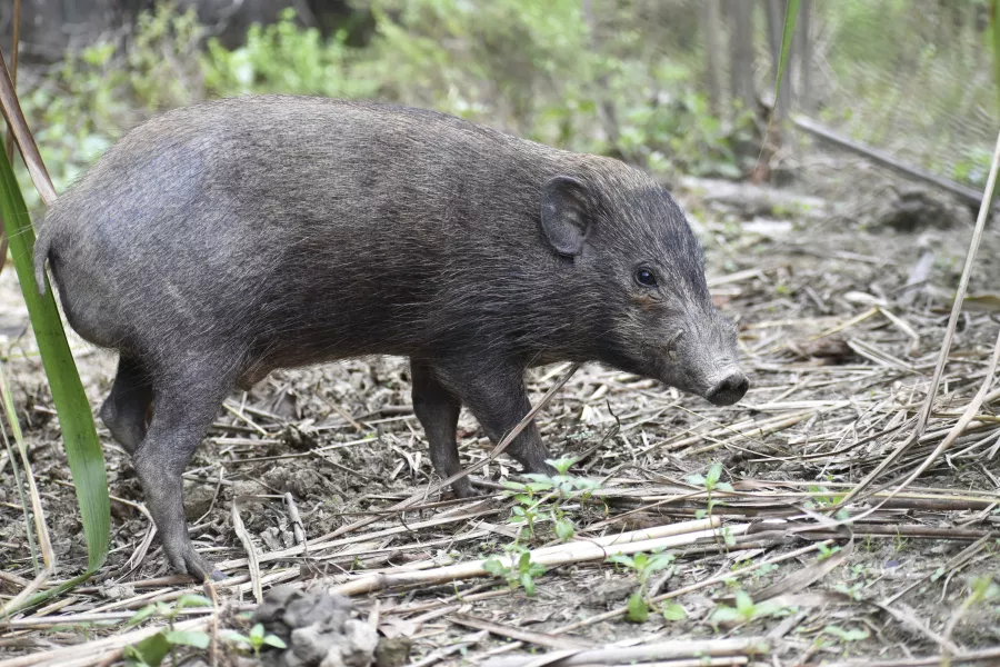 The pygmy hogs have been forced to change their diets (Parag Deka/Durrell Wildlife Conservation Trust/AP)