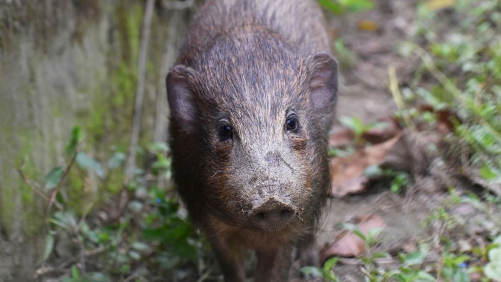 World’s Smallest And Rarest Wild Pigs Put In Virus Lockdown