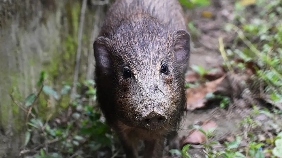 World’s Smallest And Rarest Wild Pigs Put In Virus Lockdown