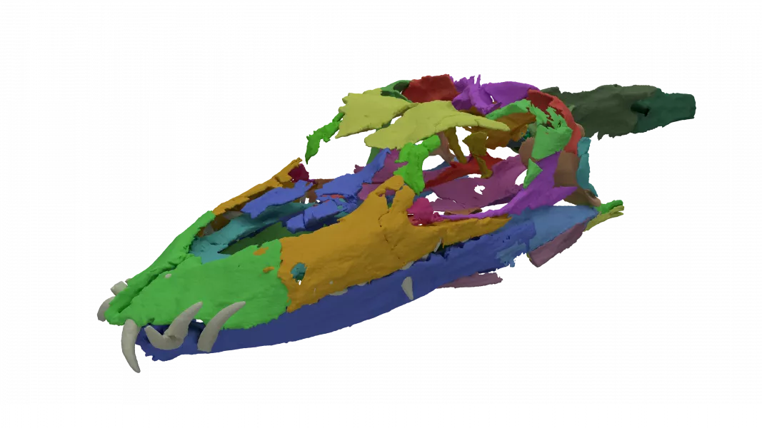 The digitally reconstructed skull of Tanystropheus (Stephan Spiekman et al/Current Biology)