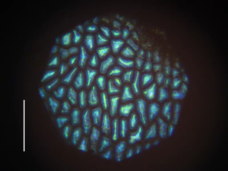 A microscopic look at the Viburnum tinus fruit’s surface in reflected light (Rox Middleton/University of Cambridge/PA)