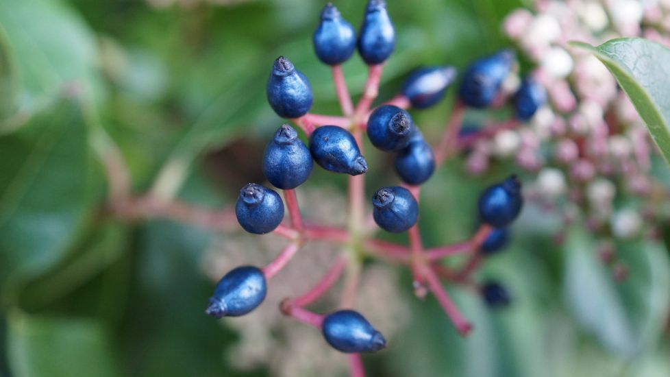 Scientists Discover How Metallic Blue Fruits Produce Iridescent Colour