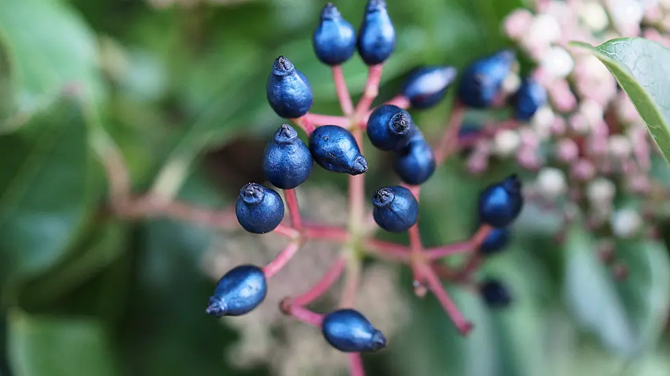 Scientists Discover How Metallic Blue Fruits Produce Iridescent Colour