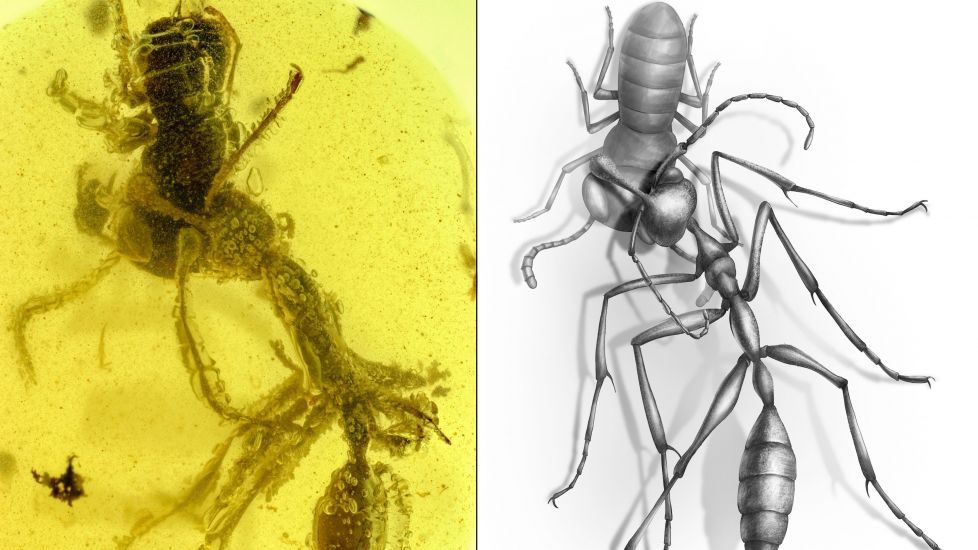Ancient ‘Hell Ant’ In Midst Of Devouring Prey Found Preserved In Amber