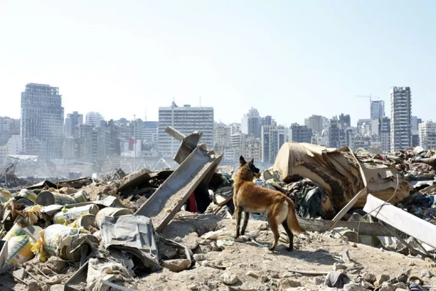 A dog from the French rescue team searches for survivors at the scene of this week’s explosion in Beirut (Thibault Camus/AP)