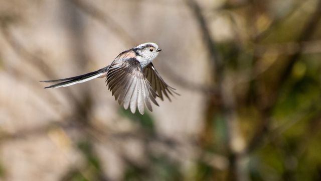 Maths Developed By Alan Turing Used To Understand Bird Behaviour