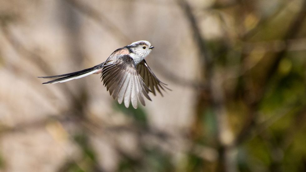 Maths Developed By Alan Turing Used To Understand Bird Behaviour