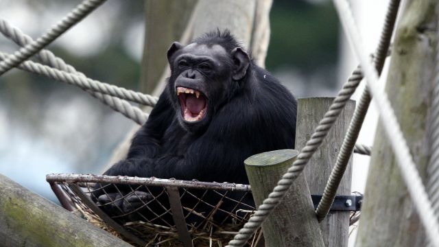 Voice Box In Primates ‘Evolved Faster’ Compared With Carnivores