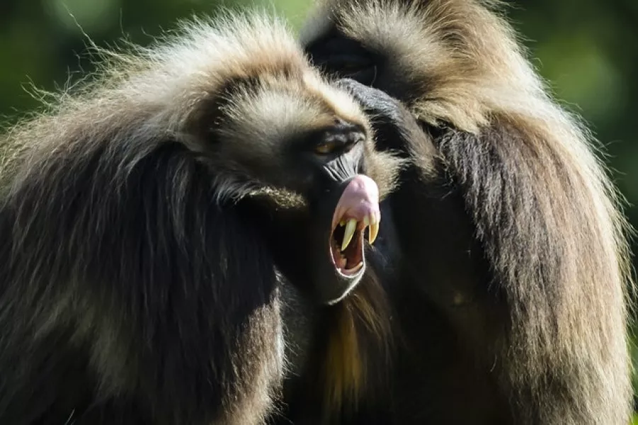 Primates such as baboons have been found to have larger voice boxes (Ben Birchall/PA)