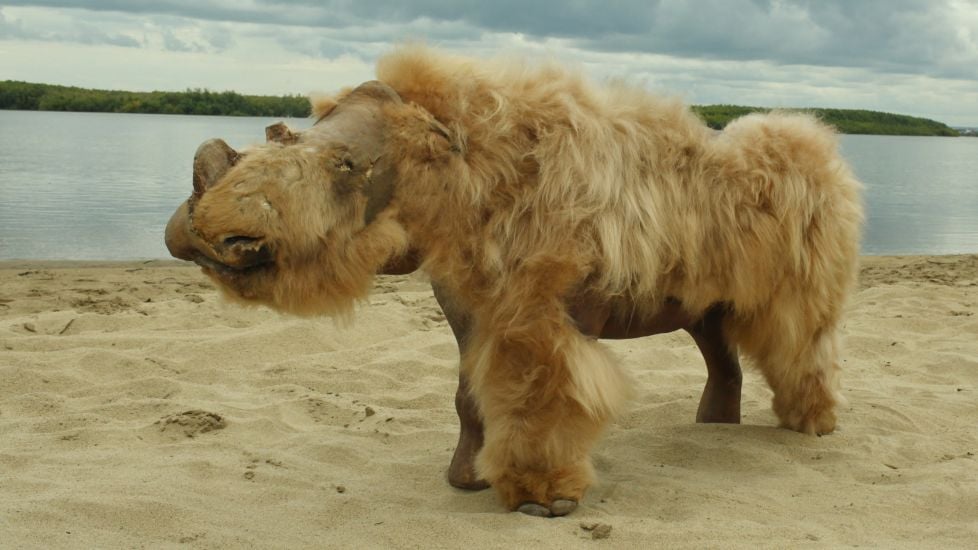 Climate Change Likely Cause Of Woolly Rhinoceros Extinction, Scientists Say