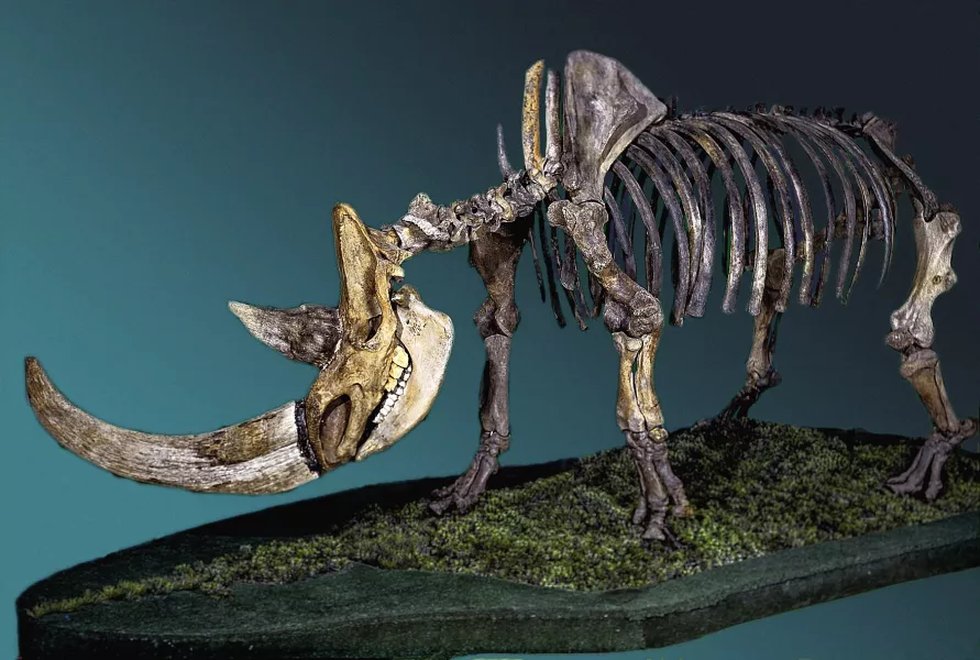 A reconstructed image of a woolly rhinoceros skeleton (Fedor Shidlovskiy/PA)