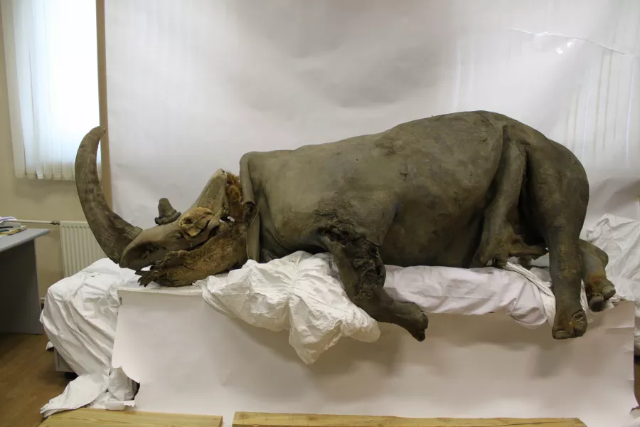 A preserved woolly rhinoceros from the Kolyma region in Siberia (Sergey Fedorov/PA)