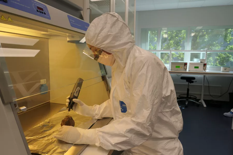 PhD student Edana Lord sampling woolly rhinoceros DNA in a lab (Marianne Dehasque/PA)