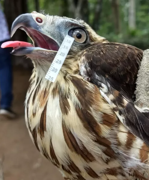 Tear samples being collected from a roadside hawk (Arianne P Oria/Federal University of Bahia)