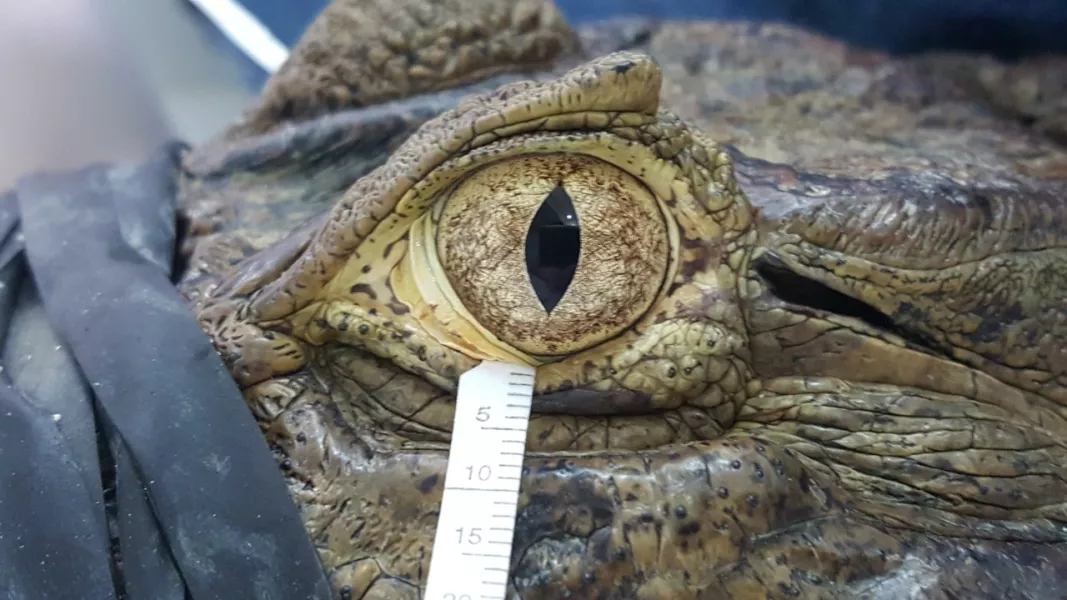 Tear samples being collected from a broad-snouted caiman (Arianne P Oria/Federal University of Bahia)