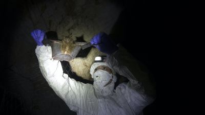 Bats Caught In Thai Countryside As Researchers Probe Coronavirus Origins