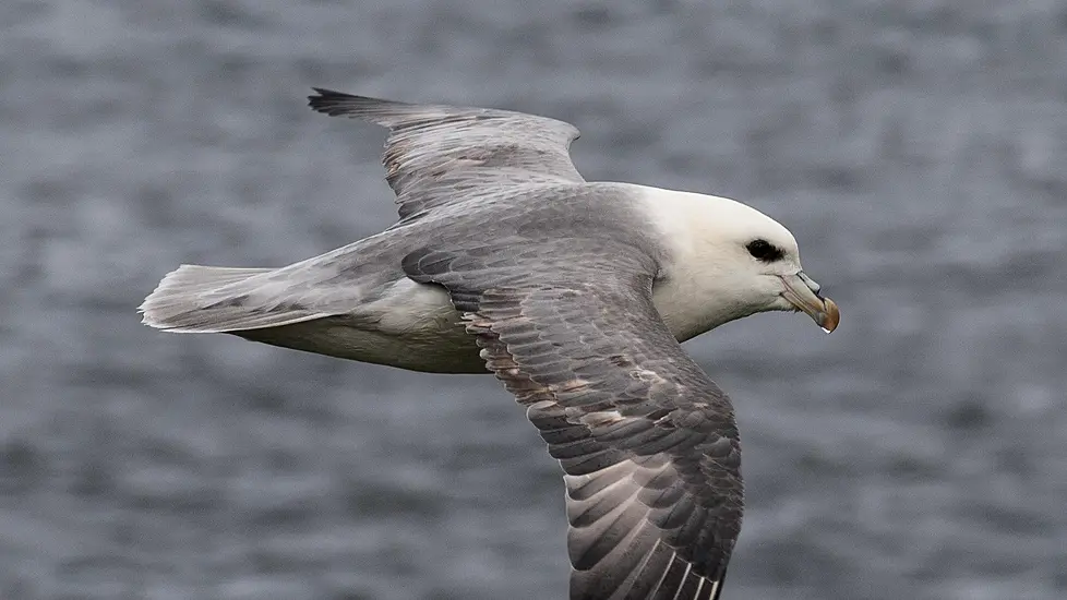 Plastic Ingested By Seabirds ‘Could Release Toxic Chemicals In Their Stomach’