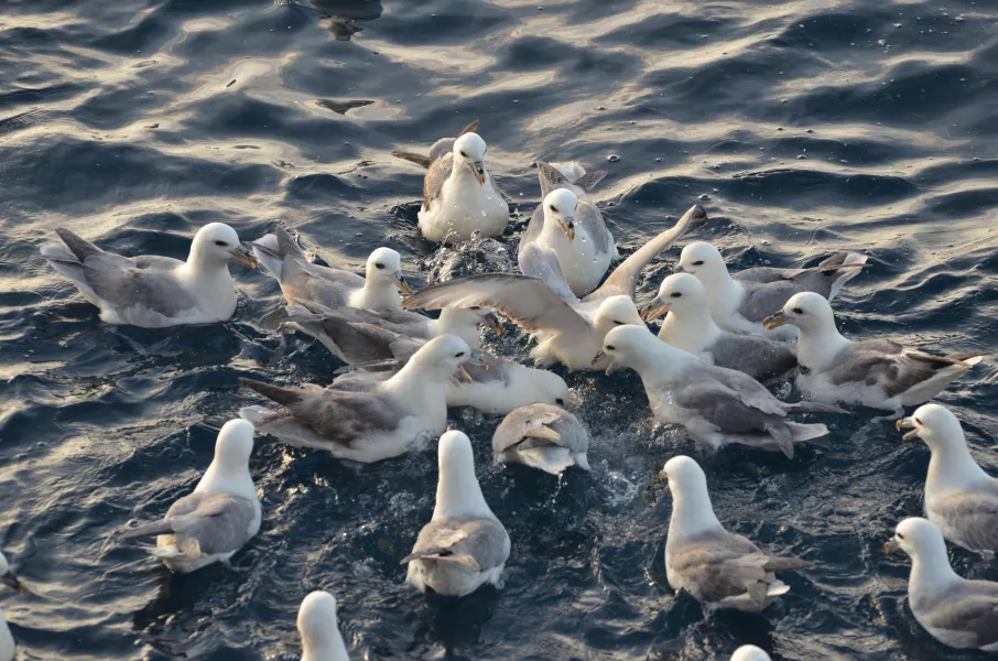 A group of fulmars foraging in the North Sea (Susanne Kuhn/Wageningen Marine Research)