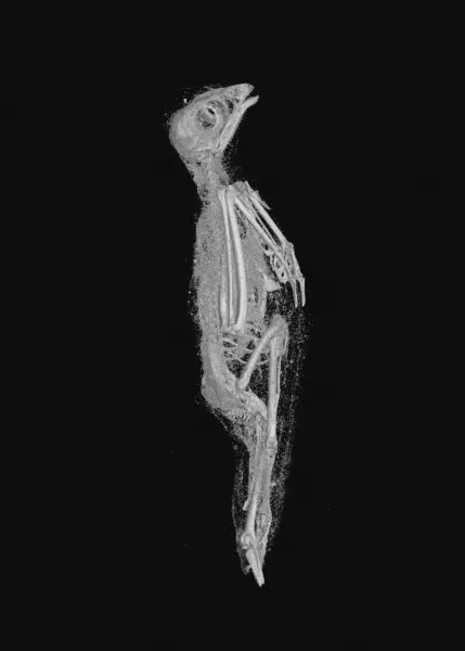 Skeletal and soft tissue remains of a mummified bird, thought to resemble a Eurasian kestrel, revealed in a 3D X-ray scan (Egypt Centre/Swansea University)