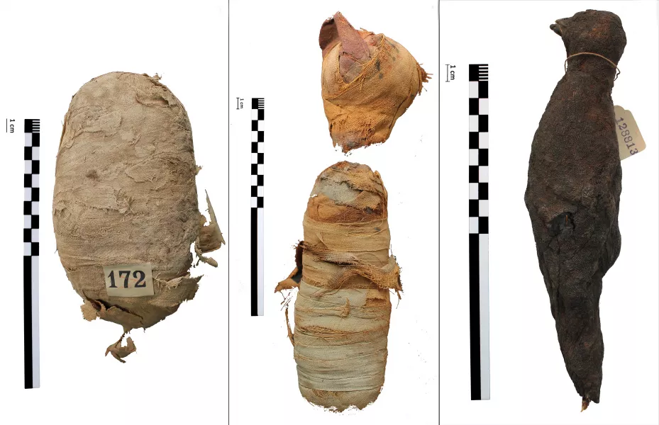 Mummified remains of an Egyptian Cobra, a kitten, and a bird thought to resemble a Eurasian kestrel (Egypt Centre/Swansea University)