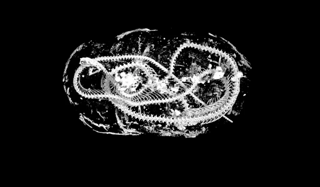 A scan image of the coiled remains of an Egyptian Cobra (Egypt Centre/Swansea University)