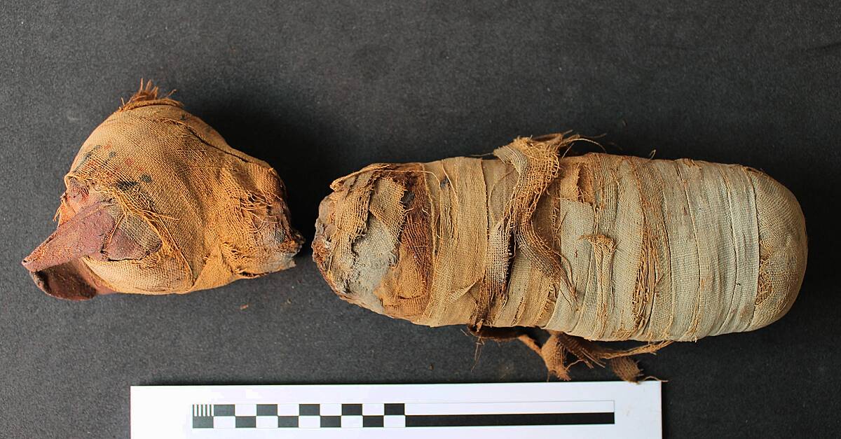 3D scans reveal secrets of mummified animals 2,000 years after death 3D scans reveal secrets of mummified animals 2,000 years after death