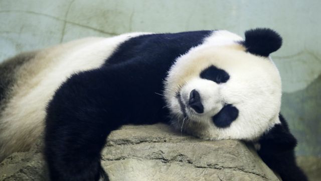 ‘The Whole World Celebrates’ On-Camera Birth Of Panda Cub