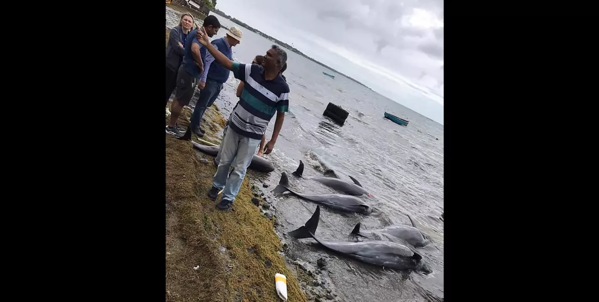 Dolphins lay dead on the shore on the Indian Ocean island of Mauritius (Eshan Juman/Greenpeace via AP)