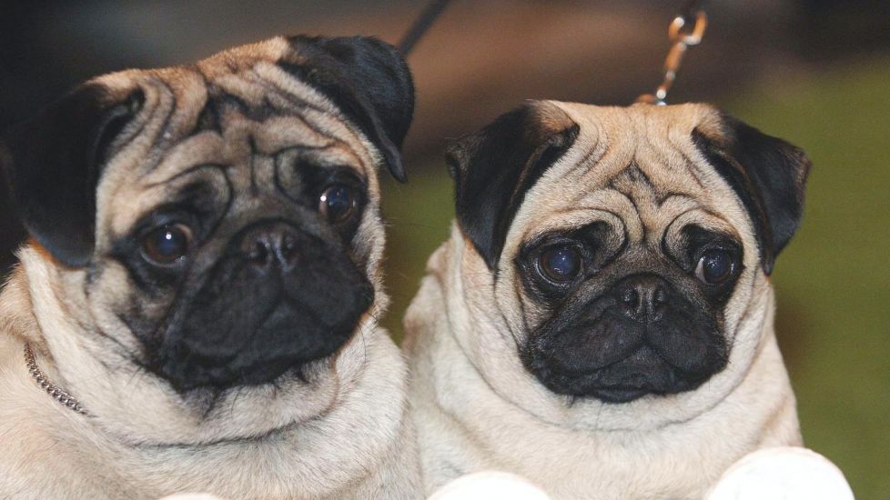 Flat-Faced Dogs Remain Popular Despite Health Problems, Study Finds