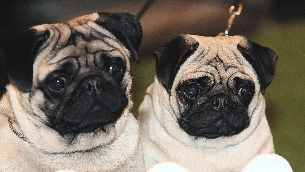 Flat-Faced Dogs Remain Popular Despite Health Problems, Study Finds