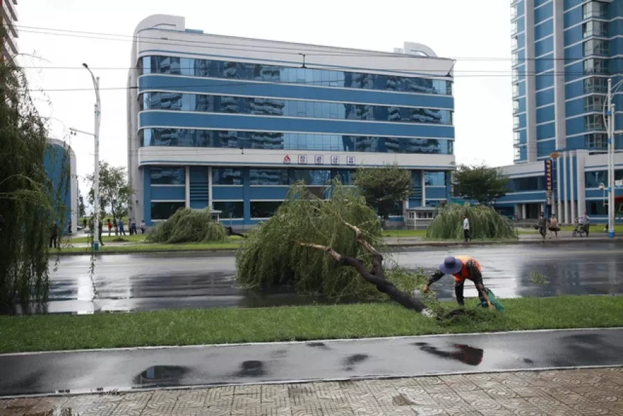 A grounds keeper inspects trees blown over during the typhoon, on a main road in Pyongyang, North Korea (Cha Song Ho/AP)