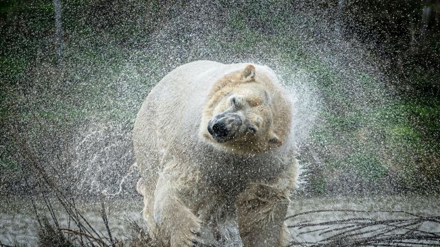 Man Killed By Polar Bear On Norway’s Arctic Svalbard Islands