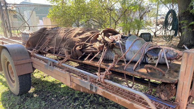 Huge Crocodile Caught At Australian Outback Tourist Destination