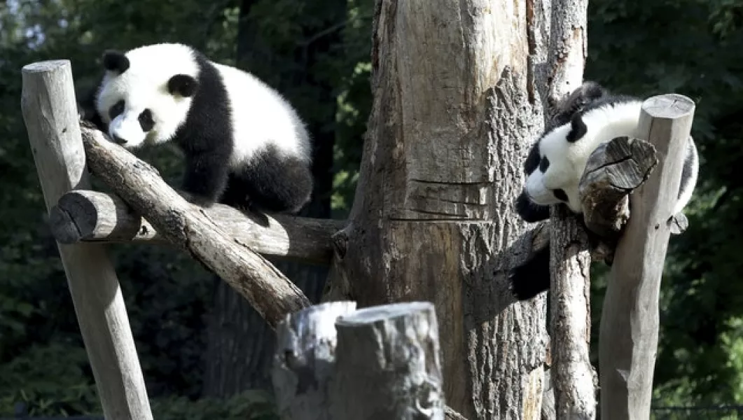 The panda bear cubs climb in their enclosure during their first birthday (Michael Sohn/AP)