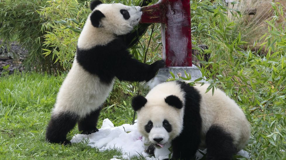 Berlin Zoo’s Twin Panda Cubs Celebrate First Birthday With Special Cake