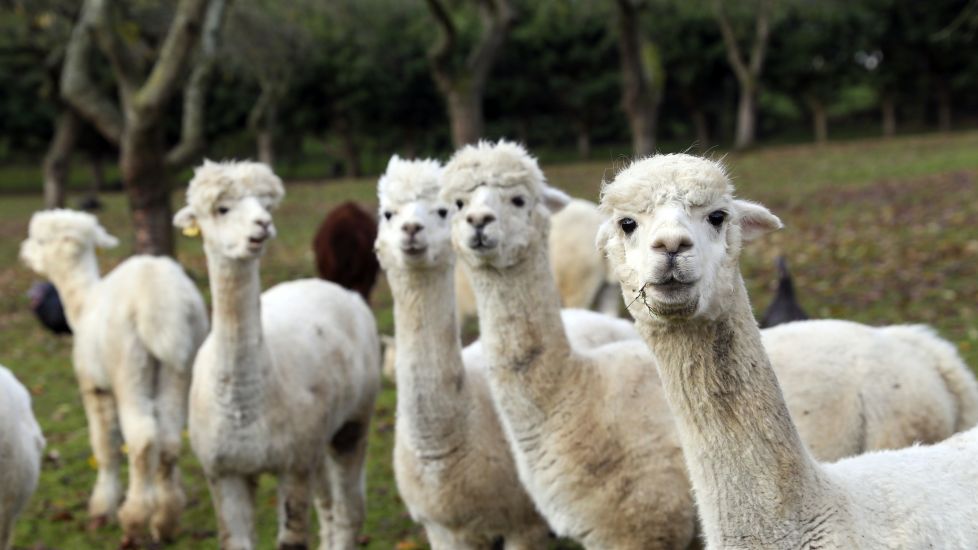 Antibodies Found In Alpacas ‘May Prevent Covid-19 Infection In Humans’