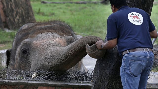 ‘World’s Loneliest Elephant’ Given Green Light For New Life