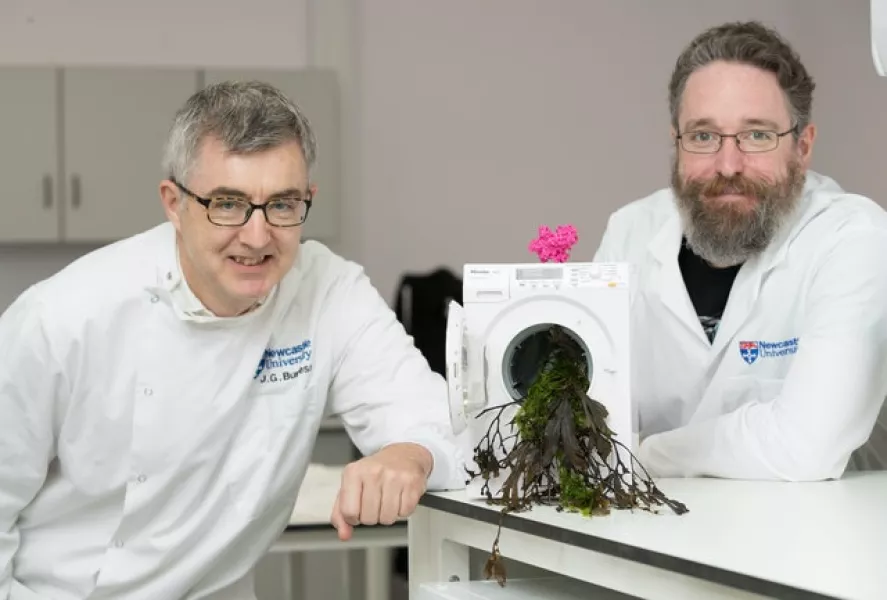 Professor Grant Burgess (left) and Doctor Michael Hall, who have studied an enzyme made by bacteria living on seaweed which will be used to make environmentally-friendly washing detergents (John Millard/Newcastle University/PA)