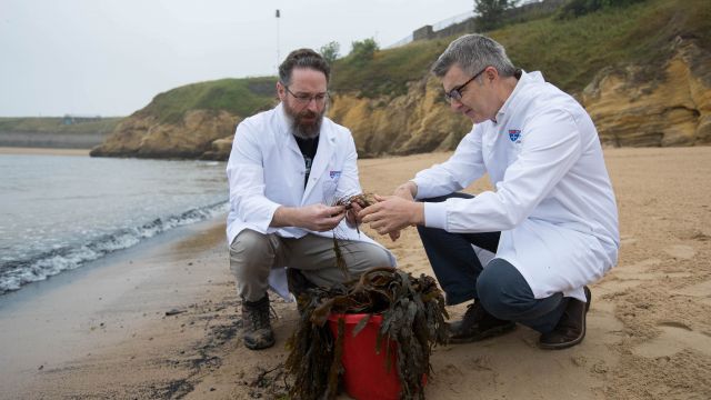 Seaweed Study Helps Make Washing Clothes Environmentally Friendly