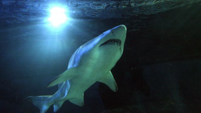 Remains Of 3,000-Year-Old Shark Attack Victim Found By Scientists