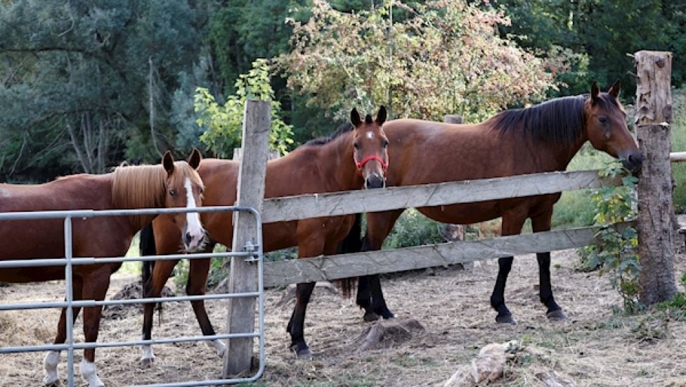 Police Investigate Spate Horse Mutilations And Killings In France