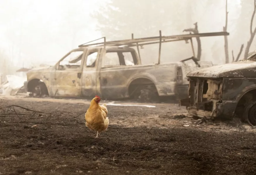 A chicken wanders through charred remains from the Beachie Creek Fire near the destroyed Oregon Department of Forestry (AP)