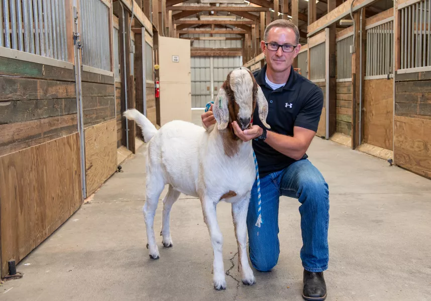 Prof Jon Oatley feeds a goat surrogate sire (Bob Hubner/Washington State University/PA)