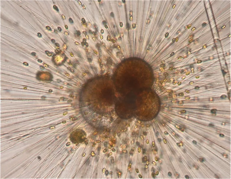 A living foraminifera, a type of marine plankton that researchers grew in laboratory culture to reconstruct past climate (Barbel Honisch/Lamont-Doherty Earth Observatory)