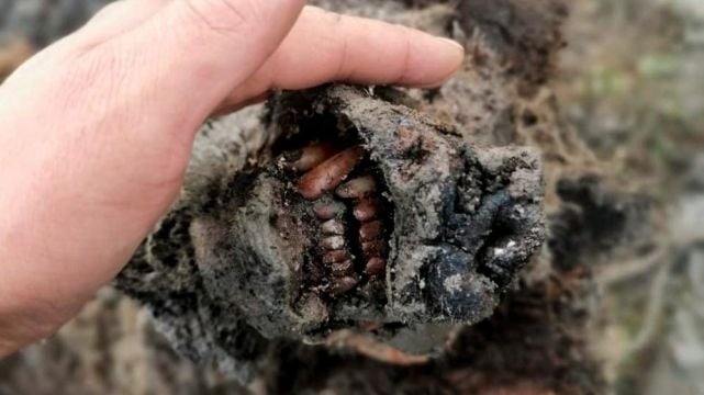 Perfectly Preserved Ice Age Cave Bear Found In Arctic Russia
