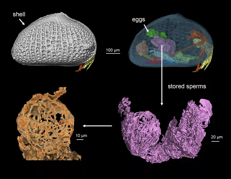 A 3D reconstruction of the female ostracod (He Wang/Chinese Academy of Sciences)