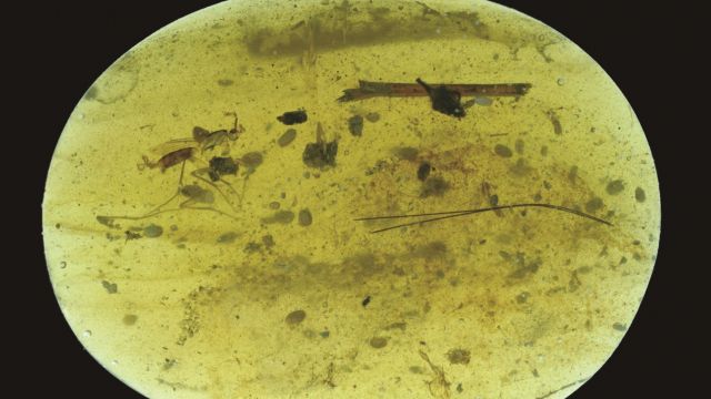 100M-Year-Old Fossilised Sperm Found Inside Female Crustacean Preserved In Amber