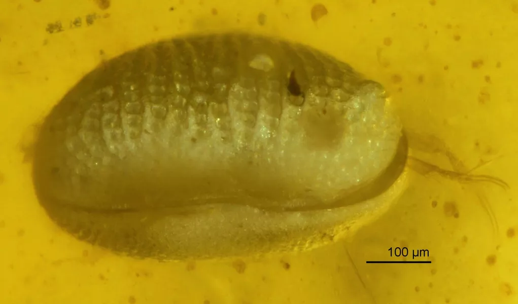 One of the ostracods trapped in the amber piece (He Wang/XiangdongZhao/Chinese Academy of Sciences)