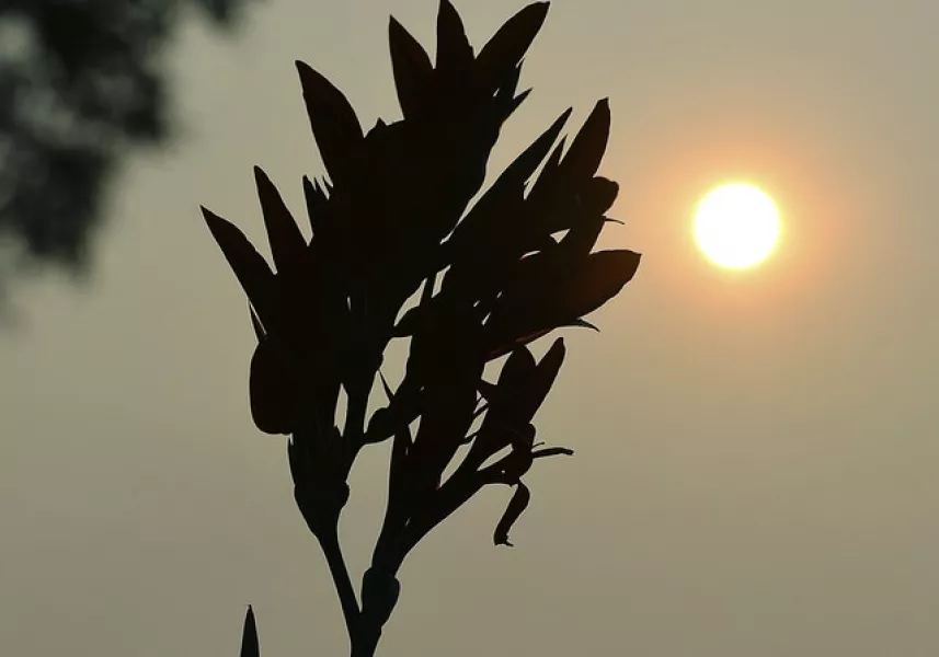 A canna lily is silhouetted by the setting sun in a hazy sky over Antrim Township near Greencastle, Pennsylvania (Colleen McGrath/The Herald-Mail/AP)