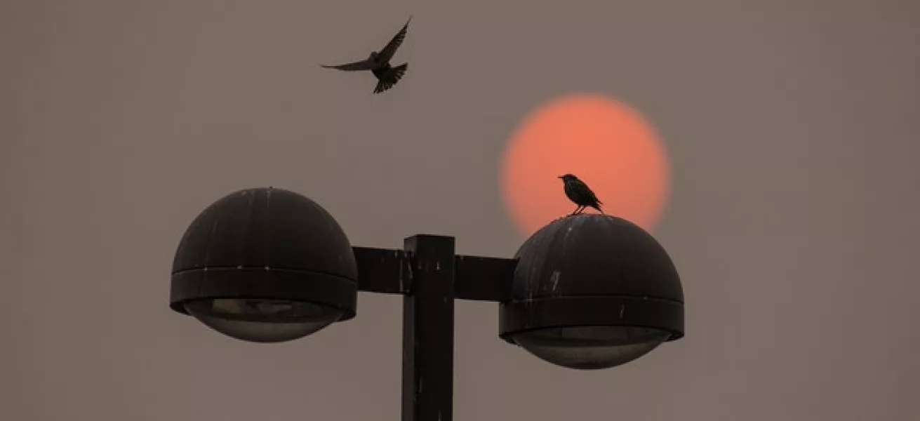 A bird joins another on top of a lamppost in Walla Walla, Washington state, as the red sun colours the sky (Greg Lehman/Walla Walla Union-Bulletin/AP)